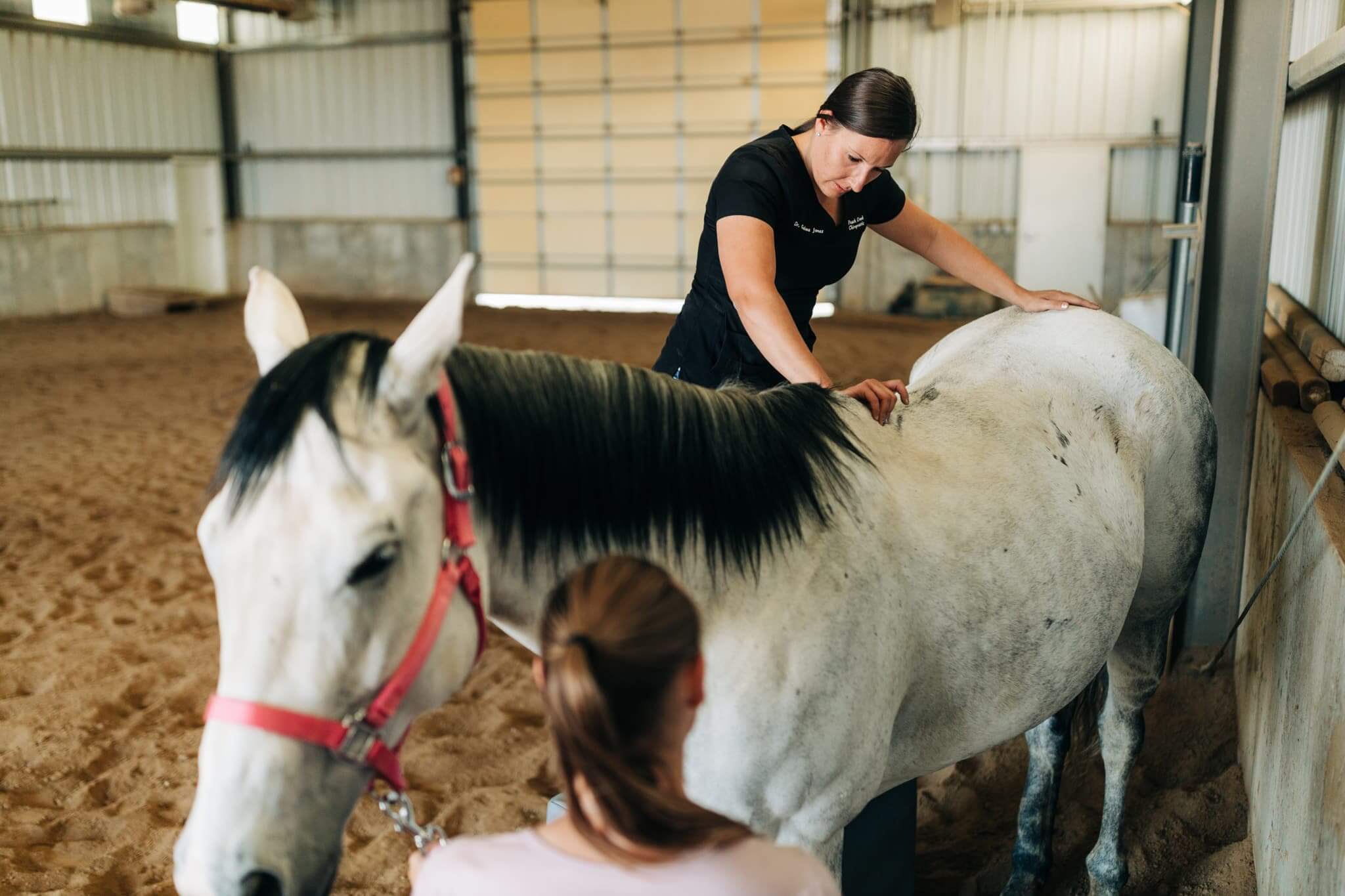 Equine Chiropractor Job Description KGZO